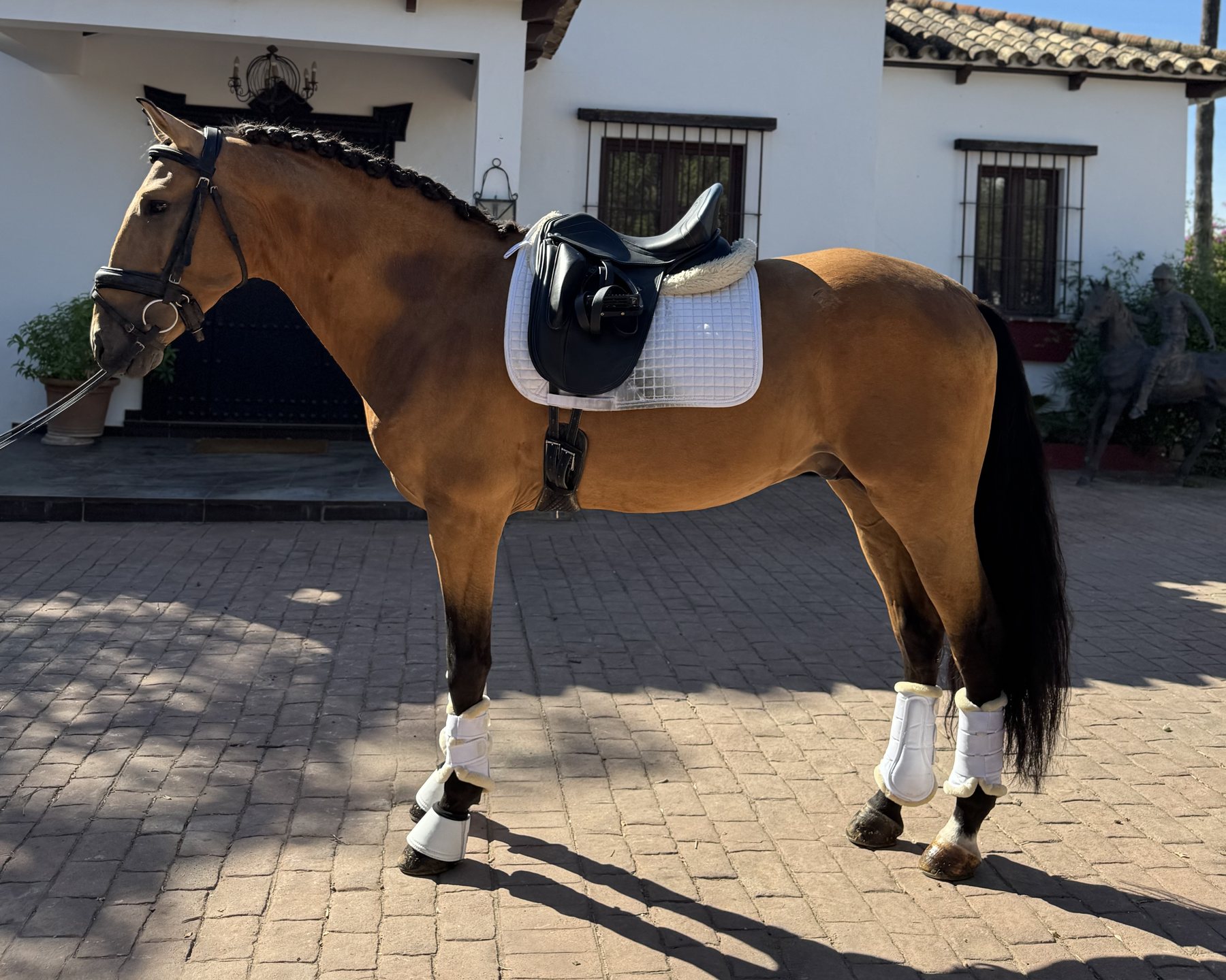 Piri-Piri D'Pomares, Lusitano Stallion