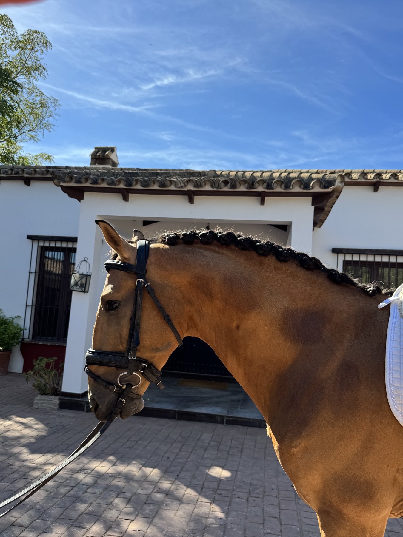 Piri-Piri D'Pomares, Lusitano Stallion