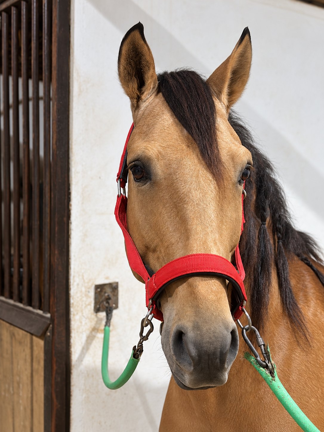 Piri-Piri D'Pomares, Lusitano Stallion
